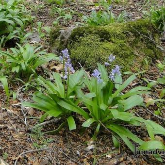 Hyacinthoides hispanica