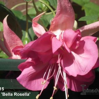 Fuchsia 'BELLA Rosella'