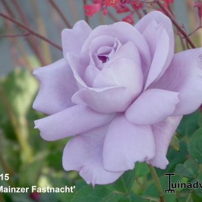 Rosa 'Blue Moon' - 