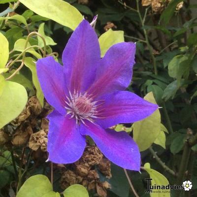 Clematis 'Fireworks' - 