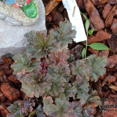 Heuchera 'Cappuccino' - Heuchera 'Cappuccino'