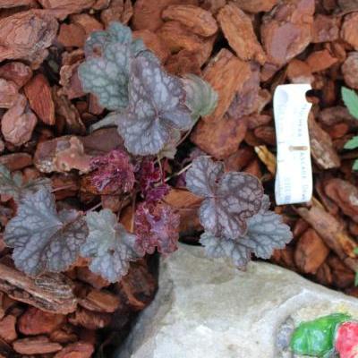 Heuchera 'Cascade Dawn' - Heuchera 'Cascade Dawn'