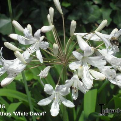 Agapanthus 'White Dwarf ' - 