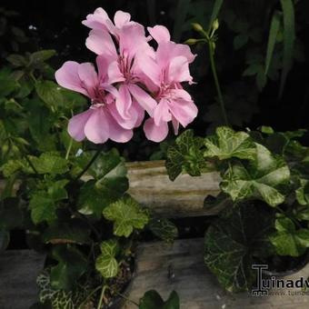 Pelargonium x hortorum 'Vancouver Centennial' (stellar type)