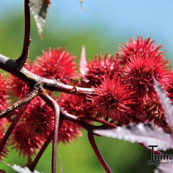 Ricinus communis