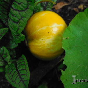 Cucurbita maxima 'Uchiki Kuri'