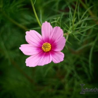 Cosmos bipinnatus