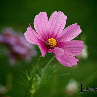 Cosmos bipinnatus