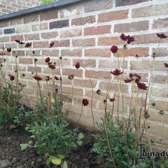 Cosmos atrosanguineus