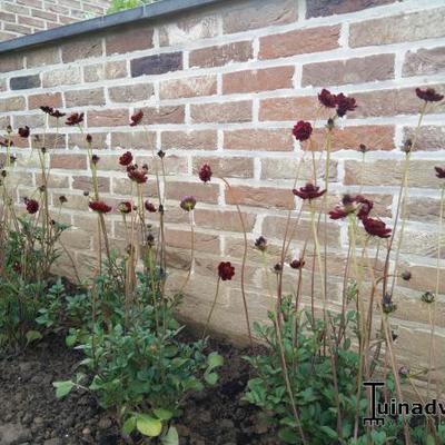 Cosmos atrosanguineus - Schokoladen-Kosmee - Cosmos atrosanguineus