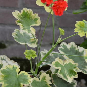 Pelargonium 'Cherry Cocktail'