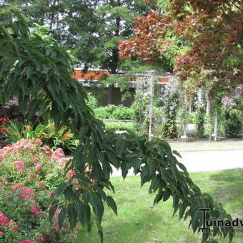 Acer davidii 'Rosalie'