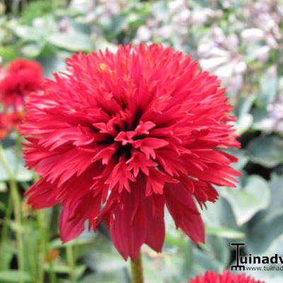 Echinacea purpurea 'Irresistible' - Echinacea purpurea 'Irresistible'