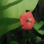 Ipomoea quamoclit - 