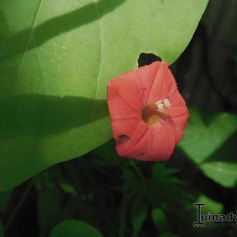 Ipomoea quamoclit