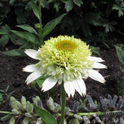 Echinacea purpurea 'Greenline’ - 