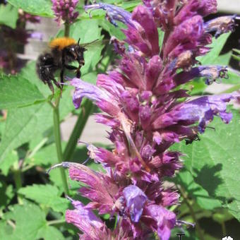 Agastache 'Blue Boa'