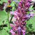 Agastache 'Blue Boa'