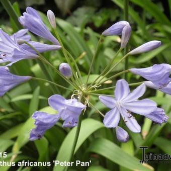 Agapanthus africanus 'Peter Pan'