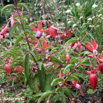 Fuchsia 'Saturnus'