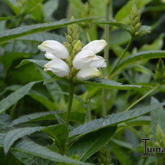 Chelone obliqua 'Alba'