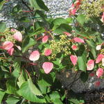 Schizophragma hydrangeoides var. hydrangeoides 'Roseum' - 