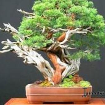 Pinus mugo 'Benjamin'