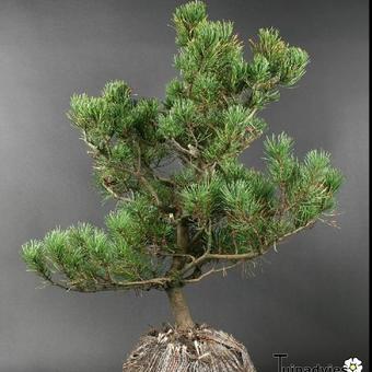 Pinus mugo 'Benjamin'