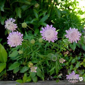 Scabiosa columbaria nana 'Pincushion Pink'