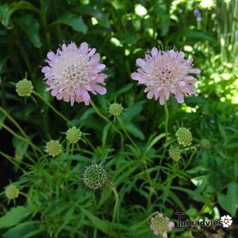 Scabiosa columbaria nana 'Pincushion Pink'