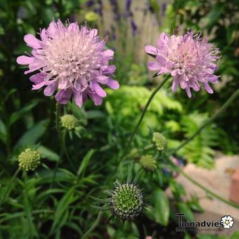 Scabiosa columbaria nana 'Pincushion Pink'