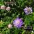 Scabiosa columbaria nana 'Pincushion Pink'