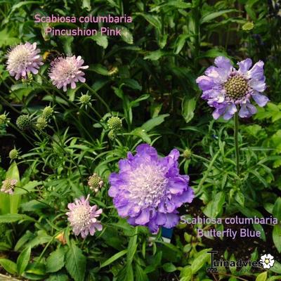 Scabiosa columbaria nana 'Pincushion Pink' - 