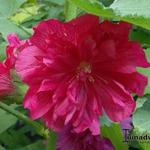 Alcea rosea 'SPRING CELEBRITIES Carmine Rose' - 