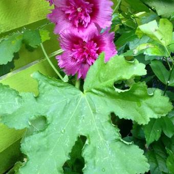 Alcea rosea  'SPRING CELEBRITIES Purple'