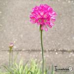 Armeria maritima 'Nifty Thrifty' - 