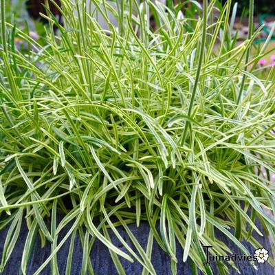 Armeria maritima 'Nifty Thrifty' - 