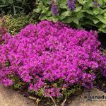 Thymus praecox 'Red Carpet' - 