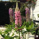 Lupinus Russell-Hybriden - 