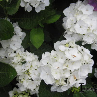 Hydrangea macrophylla 'Immaculata' - 