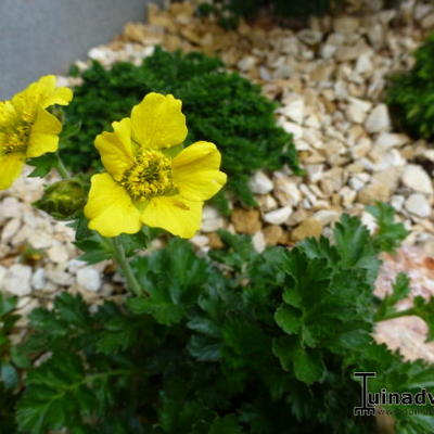 Geum rossii - 