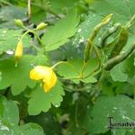 Chelidonium majus  - Schöllkraut - Chelidonium majus 