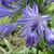 Agapanthus africanus