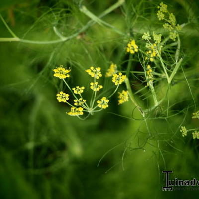 Foeniculum vulgare - Fenchel - Foeniculum vulgare