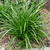 Carex foliosissima 'Irish Green'