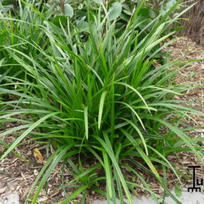 LÂICHE 'IRISH GREEN' - Carex foliosissima 'Irish Green'