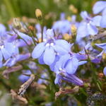 Lobelia richardsonii - 