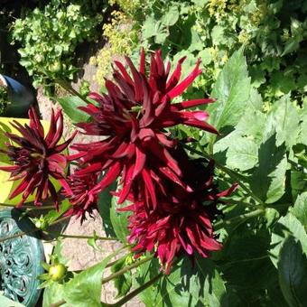 Dahlia 'Chat Noir'