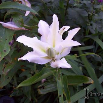 Lilium oriental 'Polar Star'