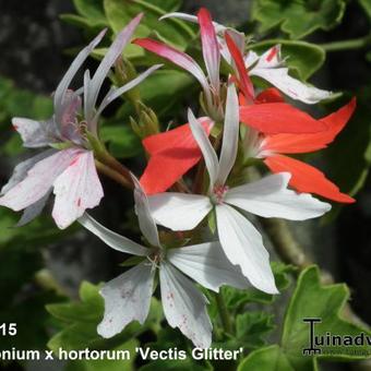 Pelargonium x hortorum 'Vectis Glitter' (stellartype)